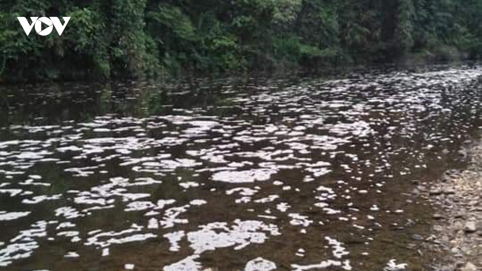 Bắt quả tang nhà máy giấy xả thải ra sông Phó Đáy