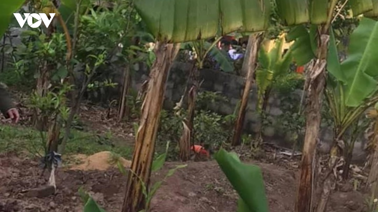 Nữ sinh lớp 10 tử vong bất thường tại vườn chuối ở Hà Nam