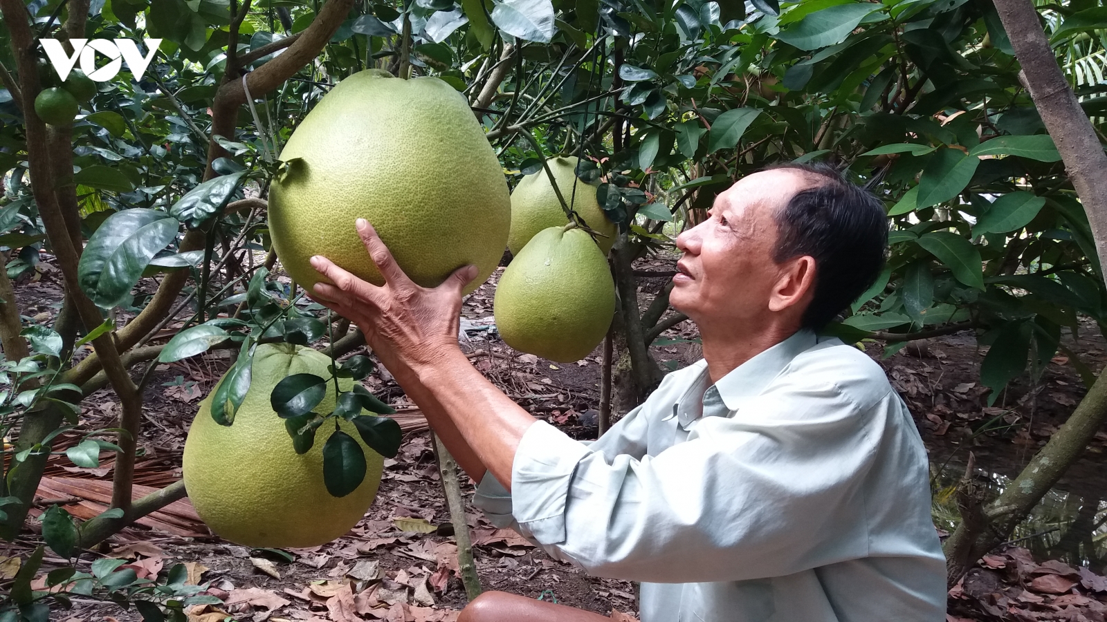 Nhà vườn trồng bưởi Thúng bán Tết giá gấp 20 lần bưởi da xanh