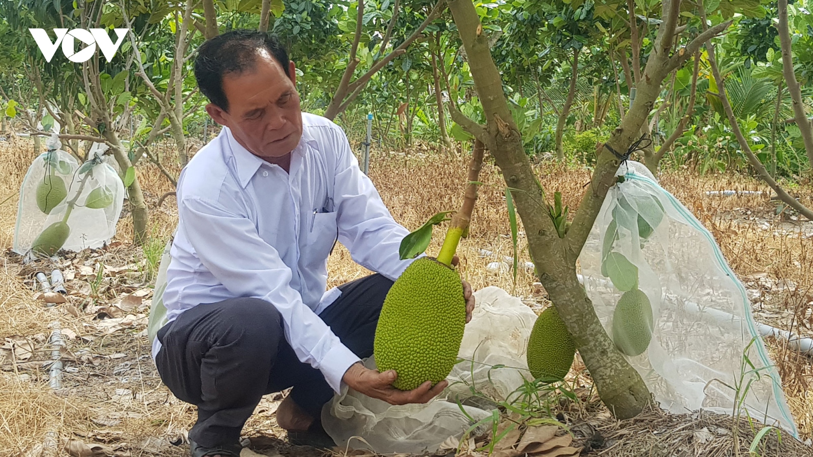 "Lão nông" ở Long An làm giàu từ cây lúa trên đất phèn