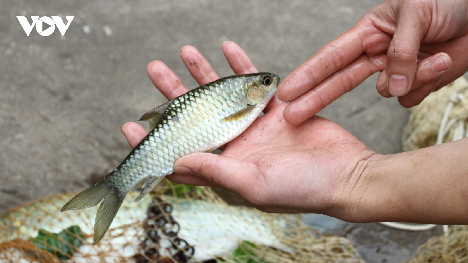 Tìm hiểu cách chế biến đặc sản cá Bỗng ngày Tết ở Lục Yên, Yên Bái