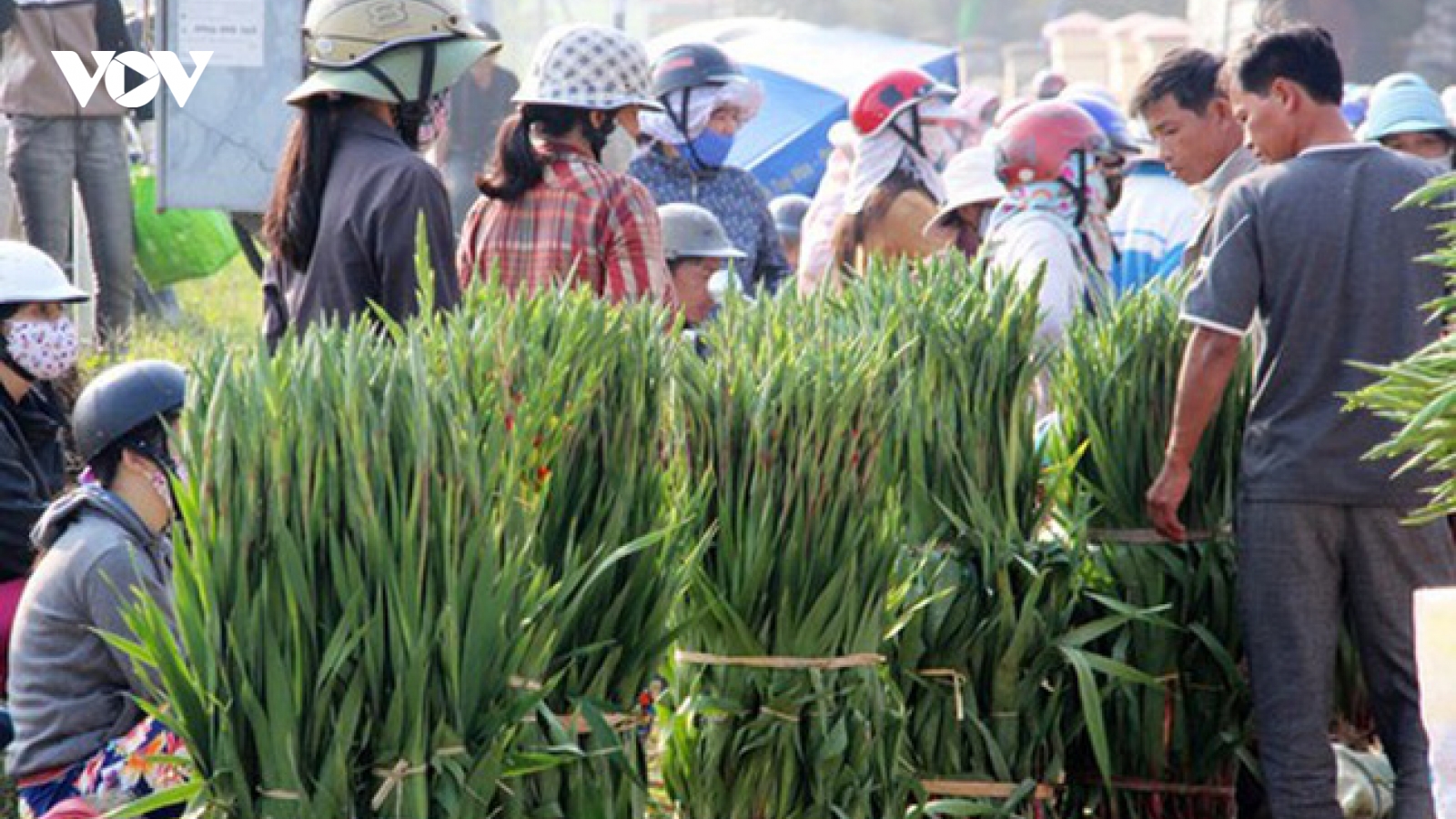 Hoa lay ơn rớt giá thảm hại