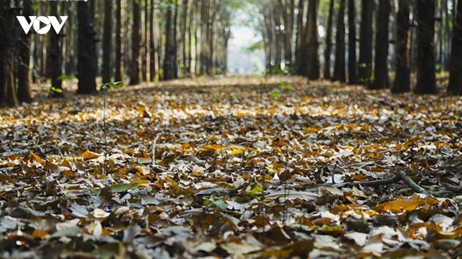 Đẹp ngỡ ngàng rừng cao su ở Bình Phước mùa thay lá