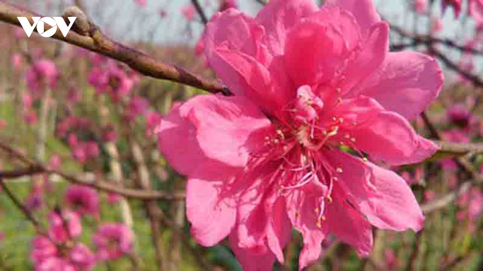 Nhat Tan peach blossoms in full bloom ahead of Tet