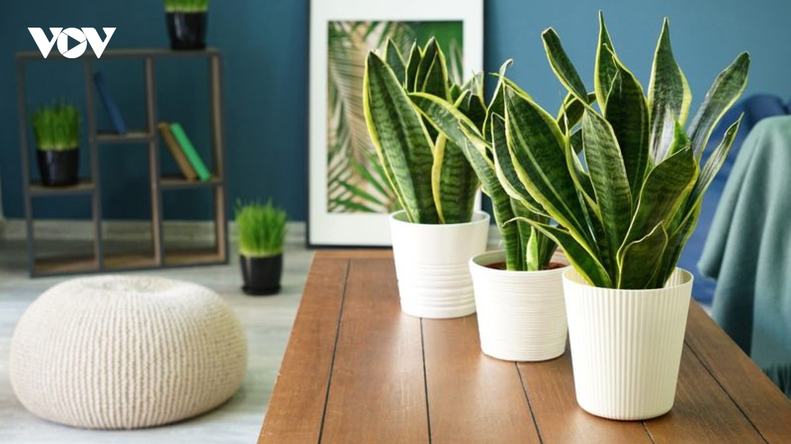 15 loại cây cảnh giúp thanh lọc không khí trong nhà
