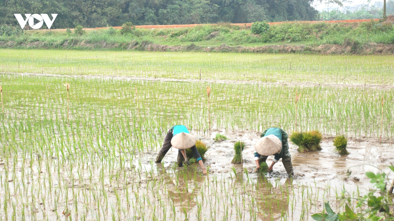 Nông dân xuống đồng: Sản xuất đi đôi với phòng, chống dịch