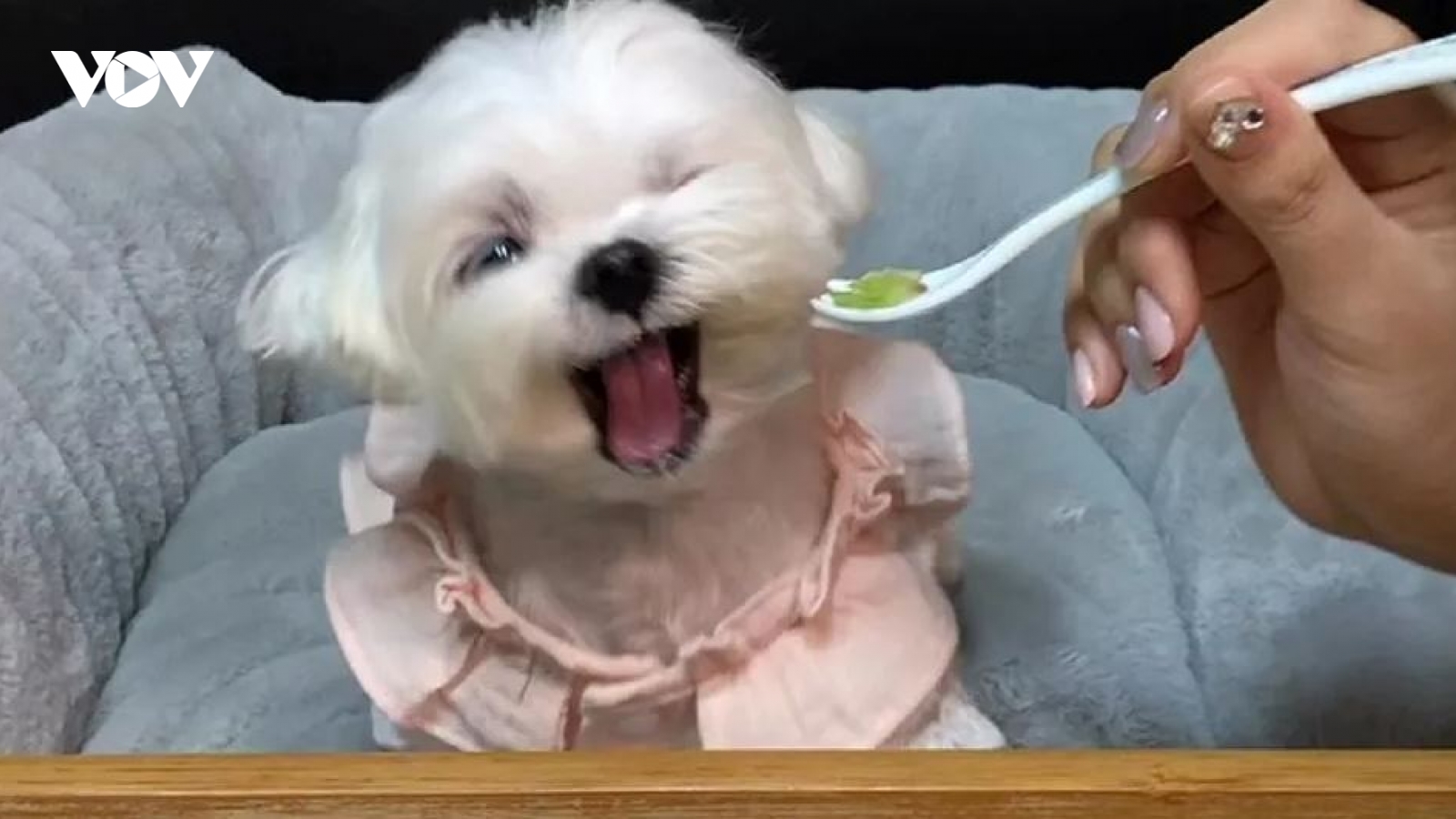 Bật cười chú chó chỉ thích ăn thịt, lắc đầu nguầy nguậy khi phải ăn rau