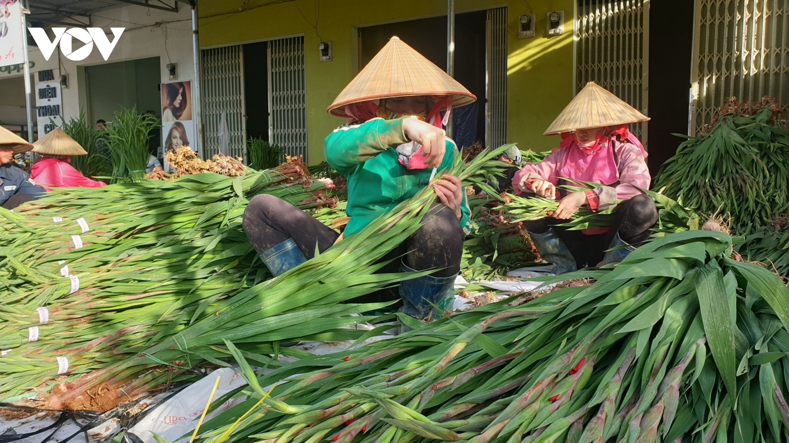 Giá rẻ không ai mua, người trồng hoa lay ơn Lâm Đồng lao đao