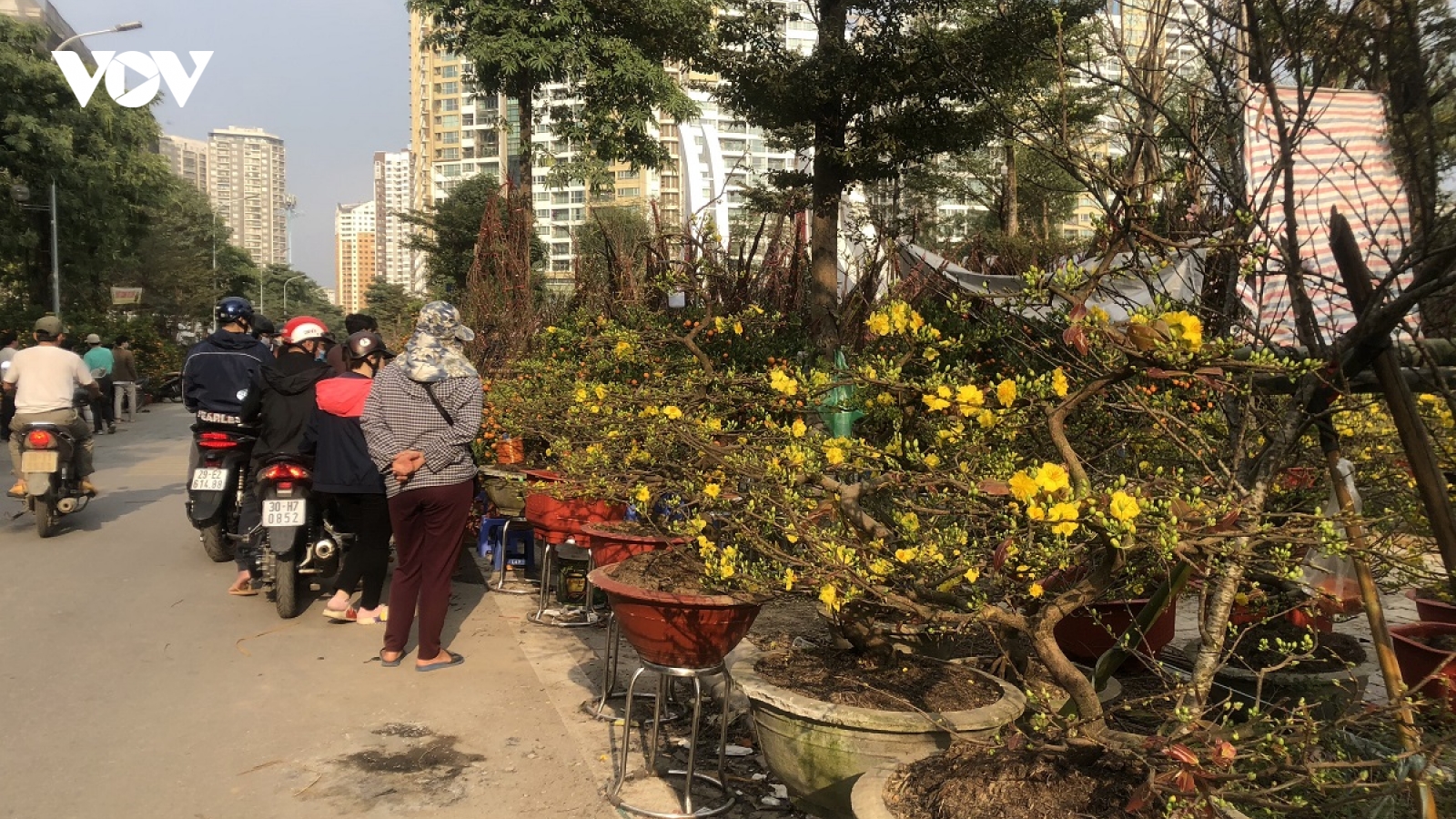 Đào, quất, cây cảnh giảm giá mạnh nhưng vẫn ít người mua