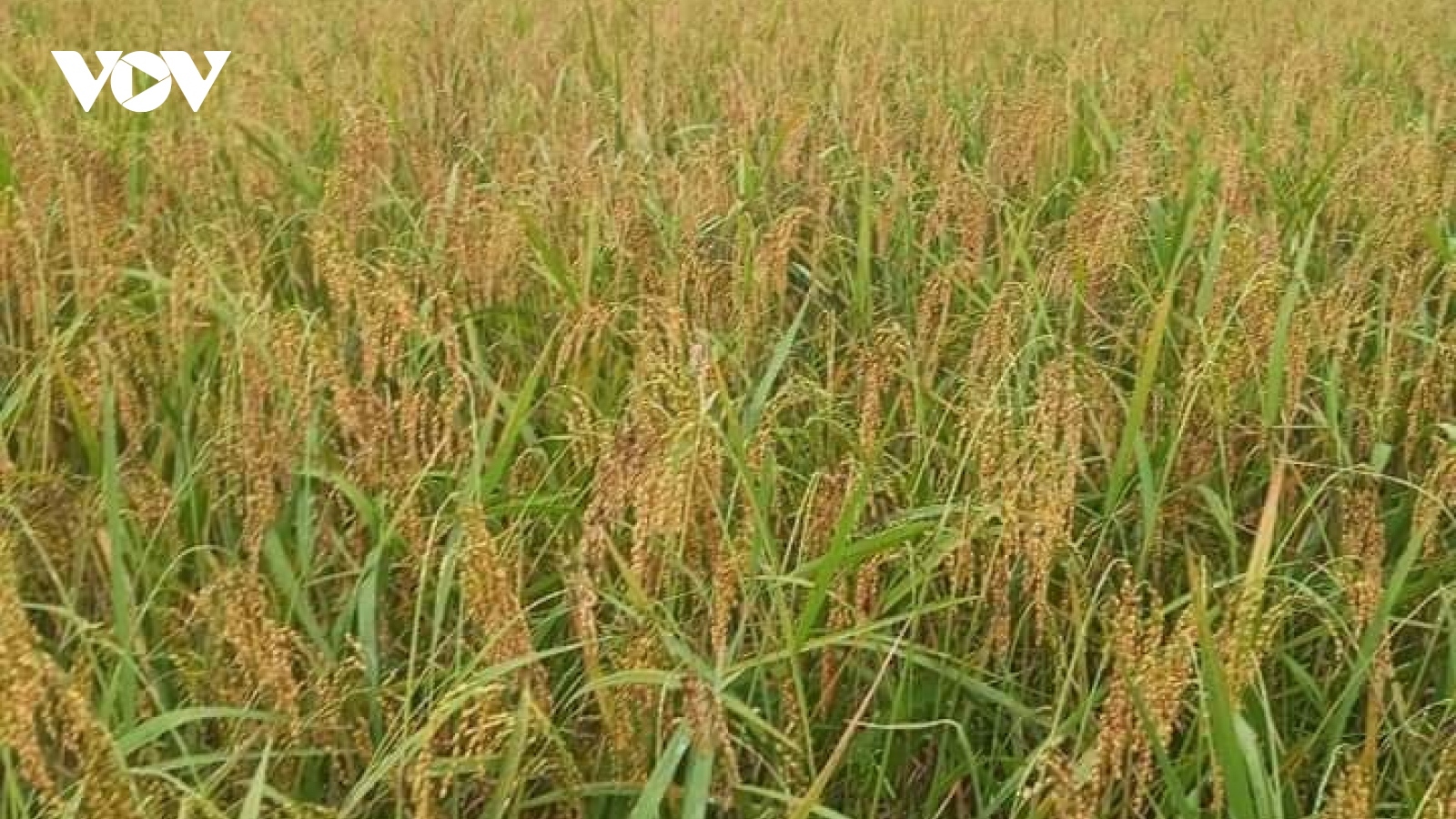 Gạo nếp tan Mường Và thơm ngon nức tiếng