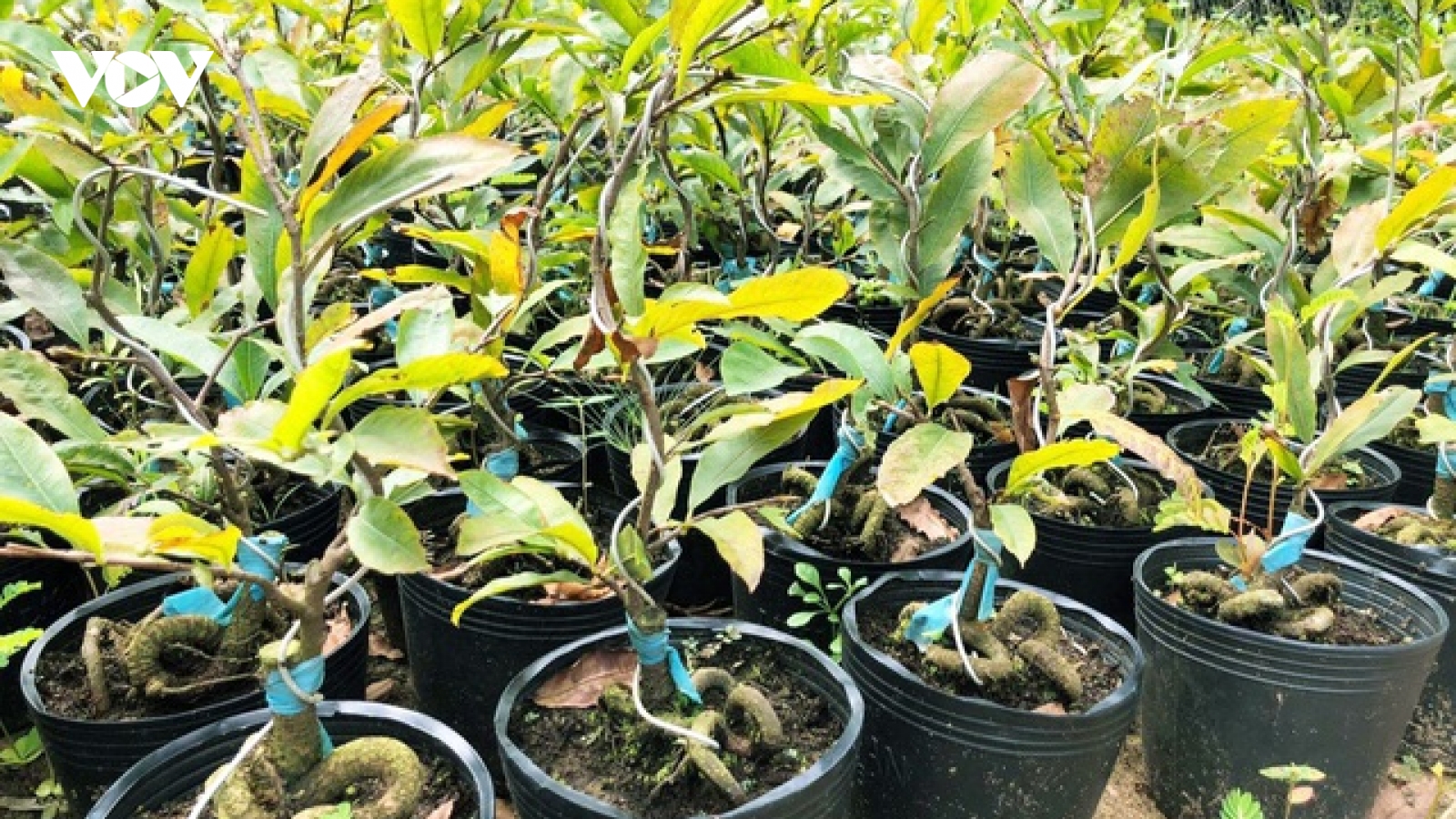 Mai vàng thế con rắn cuộn gốc bán đắt hàng, thu 300 triệu đồng/năm