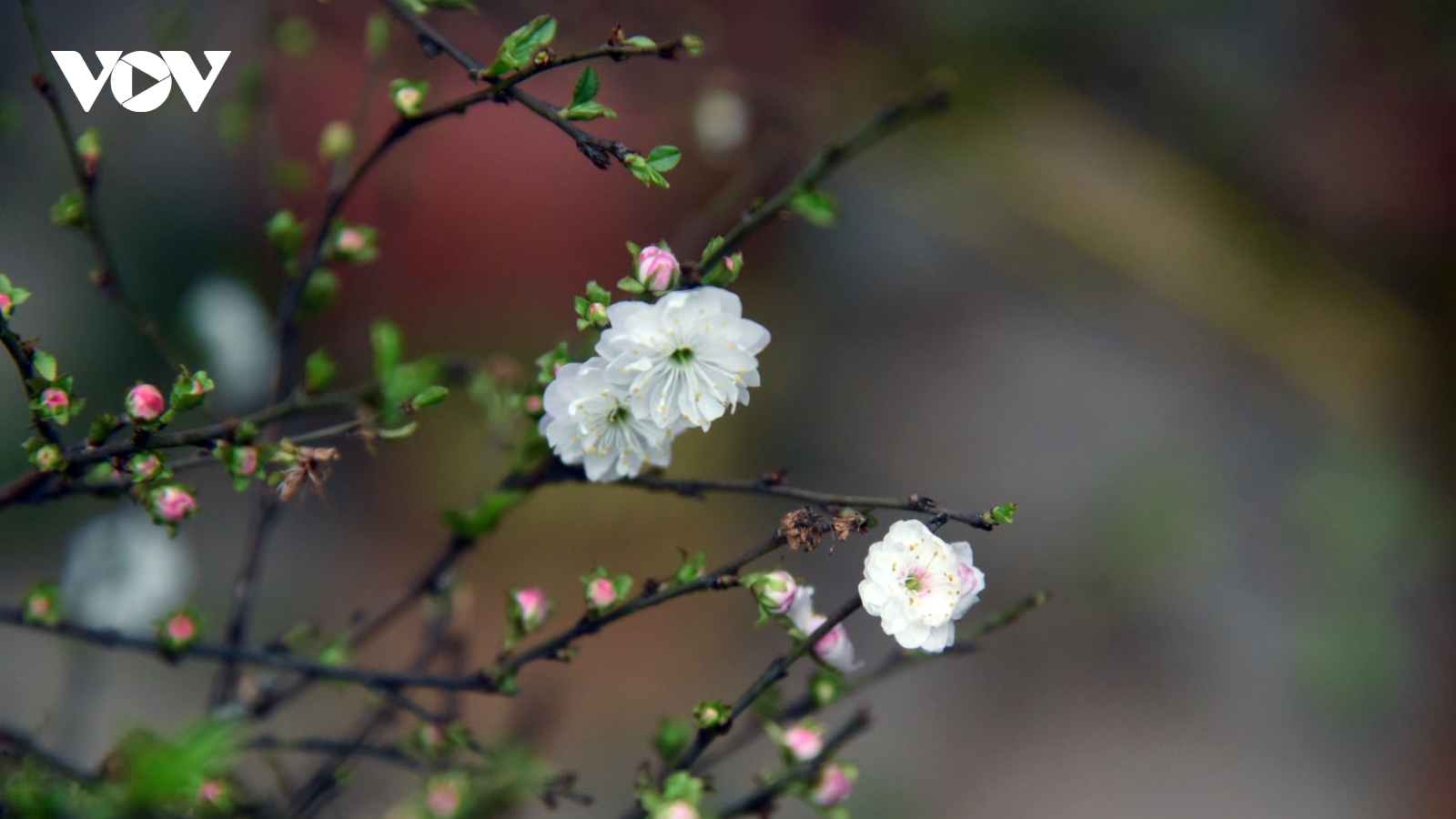 Nhất Chi mai khoe sắc trắng tinh khôi gọi Tết về 