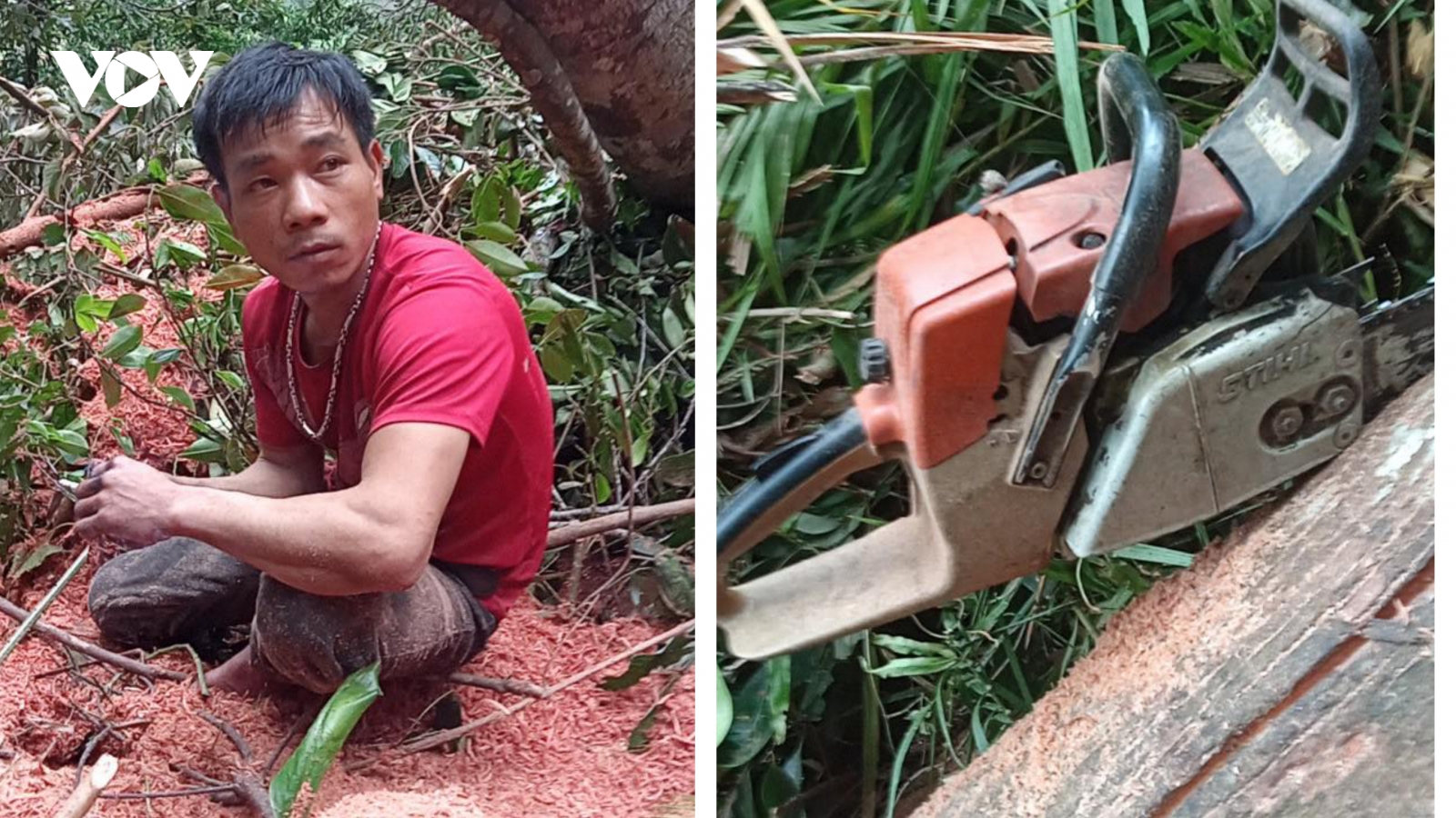 Tạm giữ hai đối tượng phá rừng những ngày cận Tết Tân Sửu
