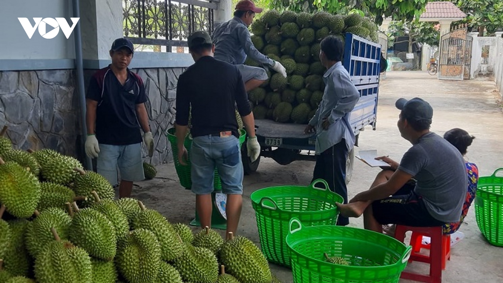 Vui tết tại các nhà vườn tỷ phú sầu riêng ở Tiền Giang