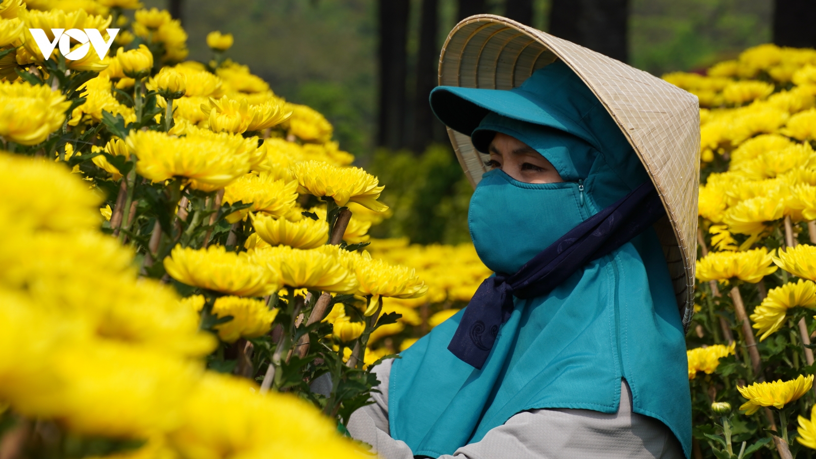 Người trồng hoa, bán hoa như “ngồi trên đống lửa” vì lo ế hàng dịp Tết