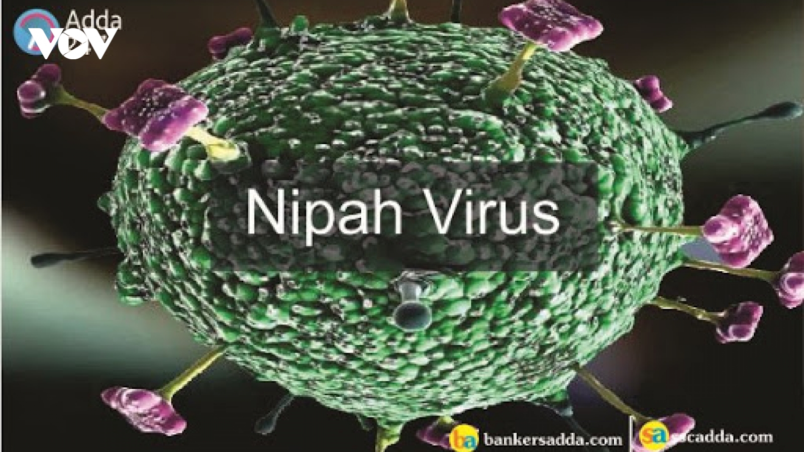 WHO cảnh báo virus Nipah có thể đột biến và gây ra đại dịch tiếp theo
