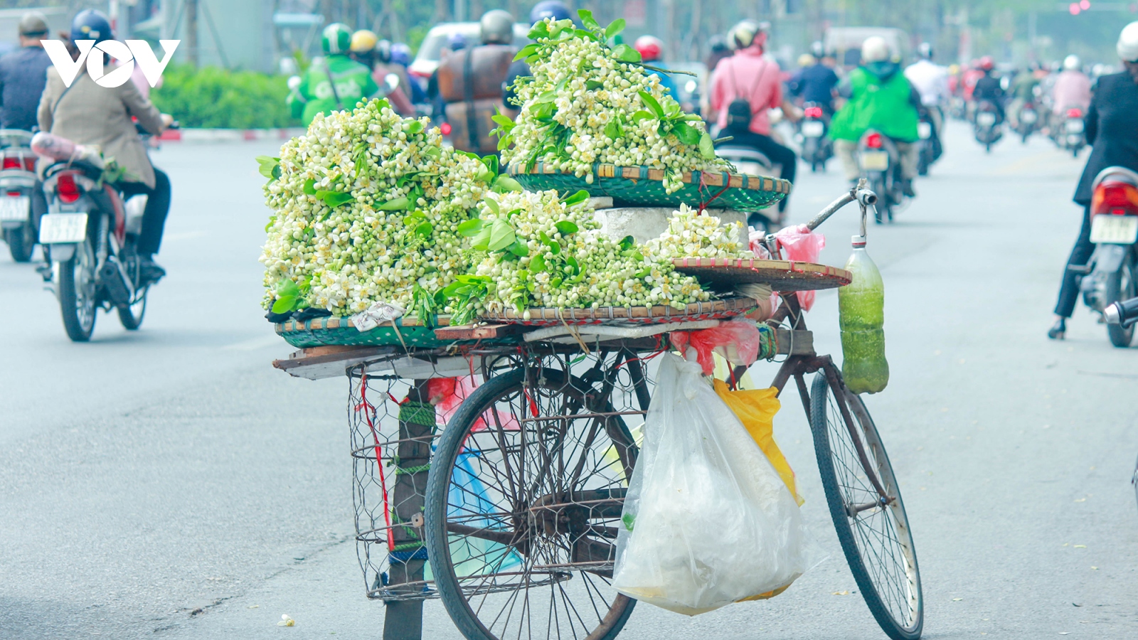 Có một Hà Nội ngát thơm mùa hoa bưởi