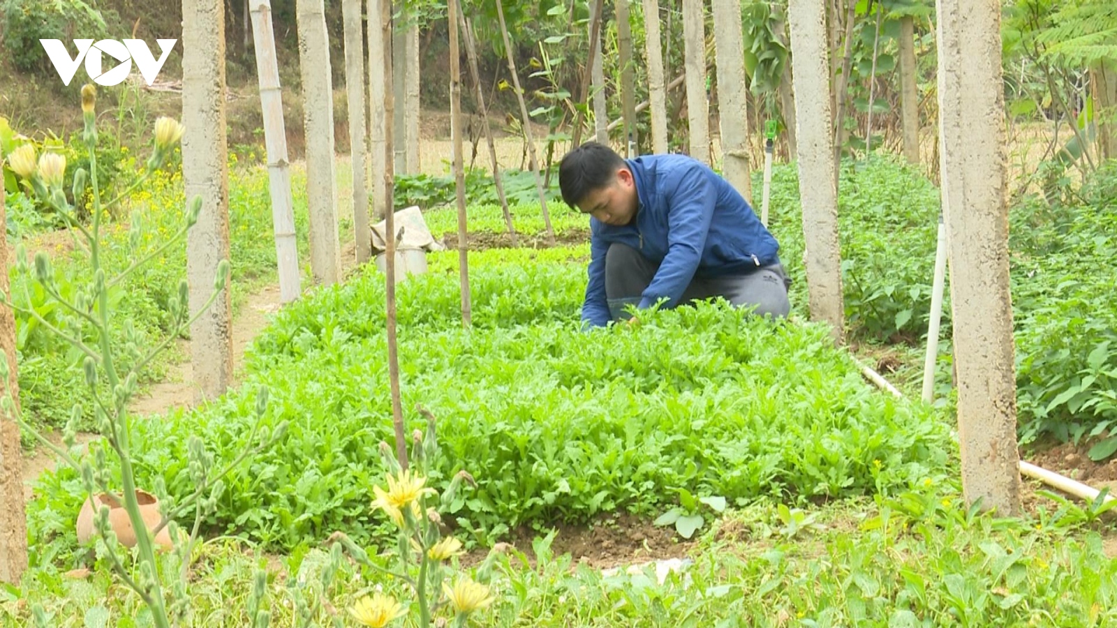 Thanh niên Bắc Kạn trồng rau, trồng nấm...thu hàng trăm triệu đồng mỗi năm