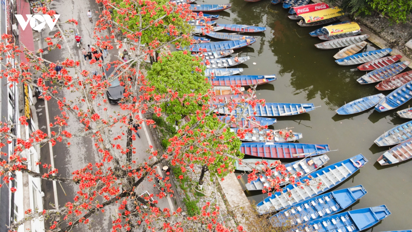 Hoa gạo cổ bung sắc tại chùa Hương
