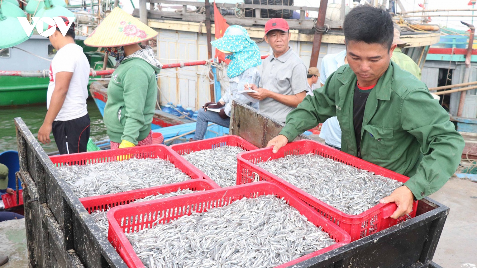 Ngư dân Quảng Trị trúng đậm mùa cá cơm