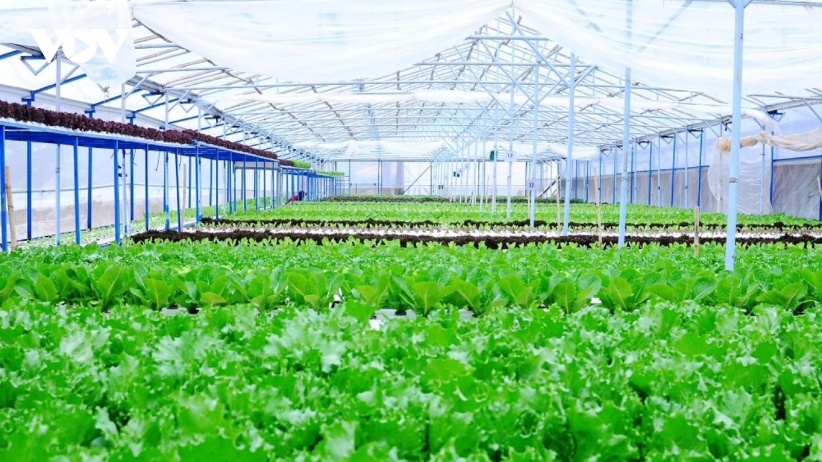 Đầu tư 260 tỷ đồng phát triển nông nghiệp hữu cơ