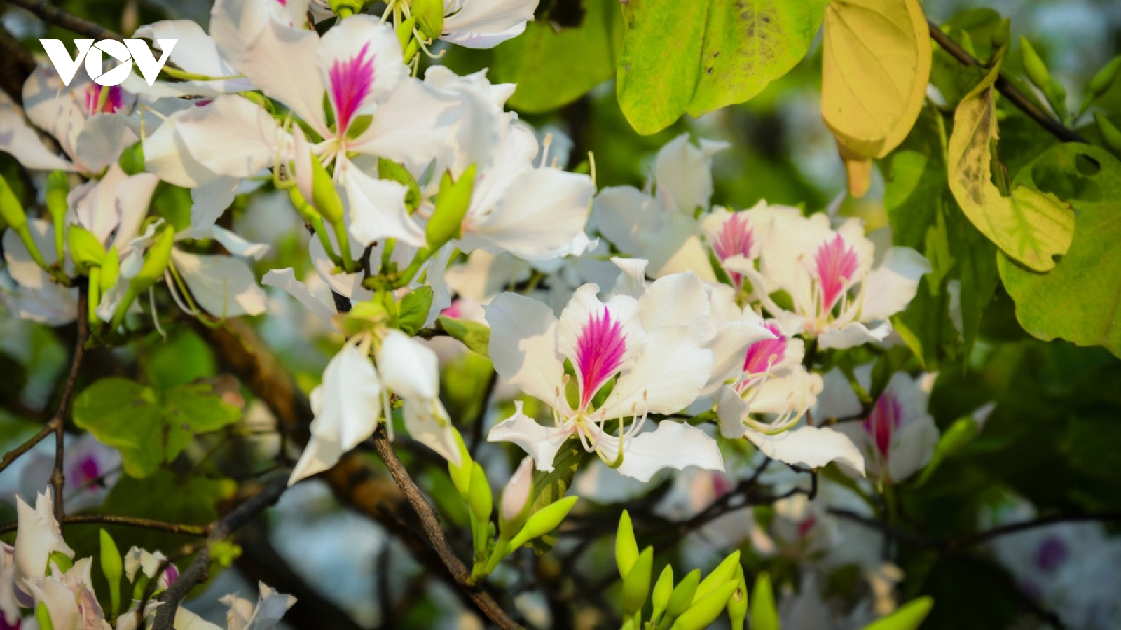 Exploring the pristine beauty of Hoa Ban blossoms in Dien Bien
