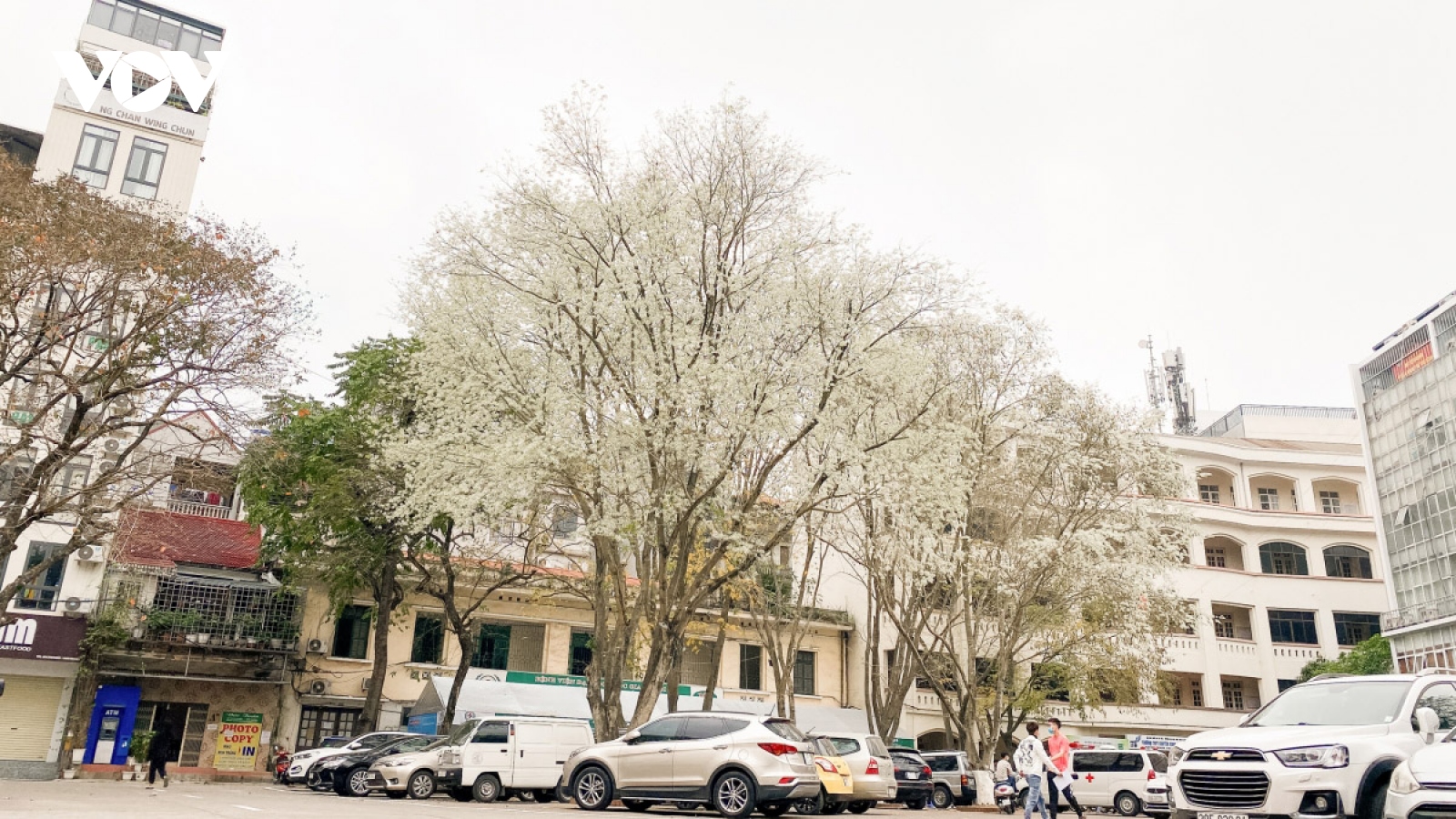 Blossoming Hoa Sua flowers beautify Hanoi during spring months