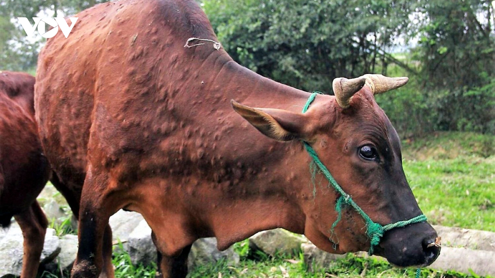 Khẩn cấp dập dịch viêm da nổi cục trên trâu bò ở Quảng Ngãi