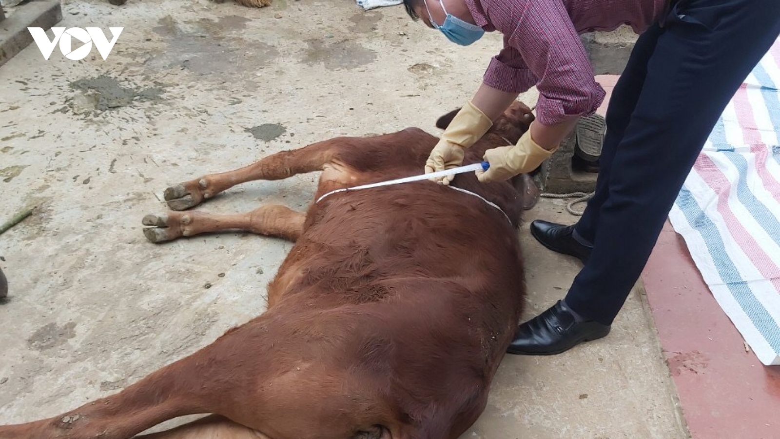 Sơn La tập trung khoanh vùng dập dịch bệnh viêm da nổi cục ở trâu, bò