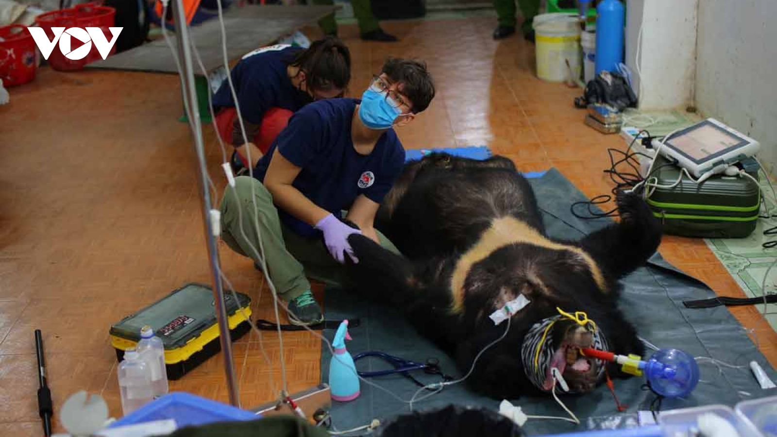 Giải cứu 2 cá thể gấu ngựa ở Sơn La