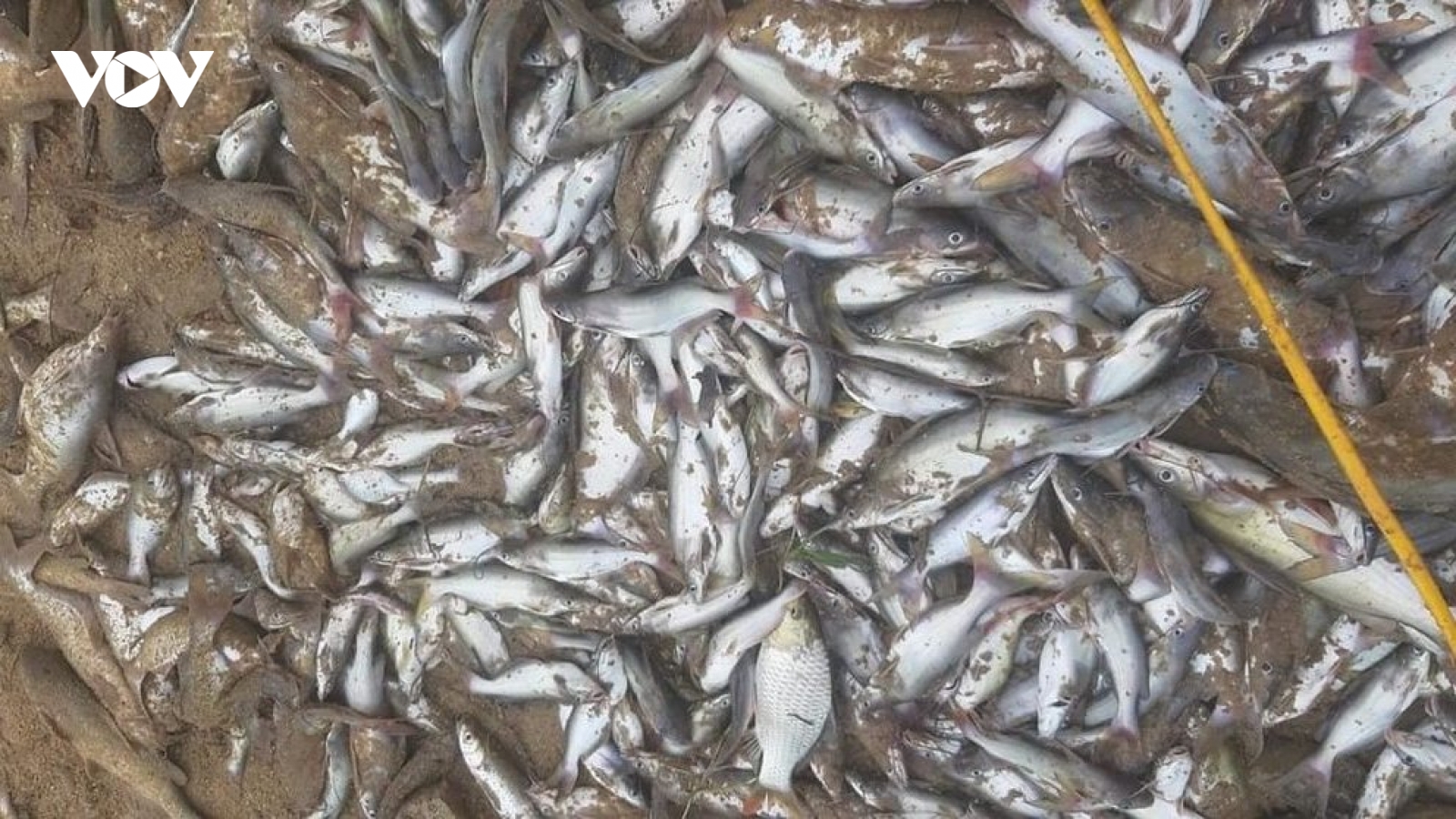 Cá chết bất thường trên sông Con: Lấy mẫu nước truy “thủ phạm”