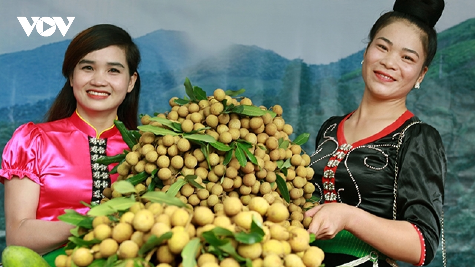 Nông dân Sơn La thu hàng trăm triệu mỗi hecta cây ăn quả
