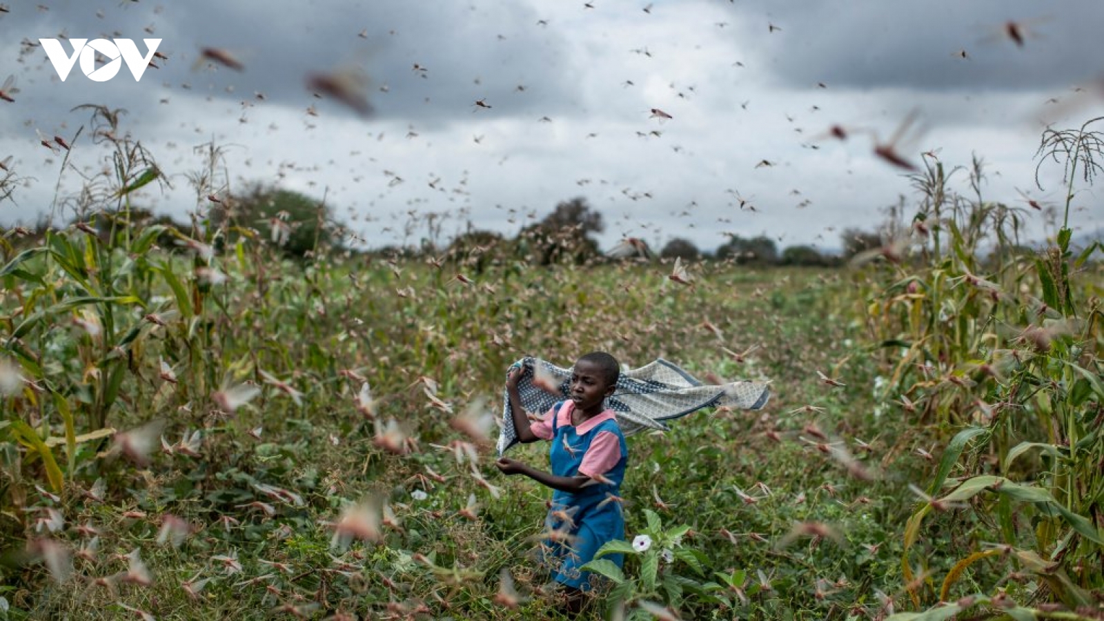 Kenya biến nạn dịch châu chấu thành cơ hội