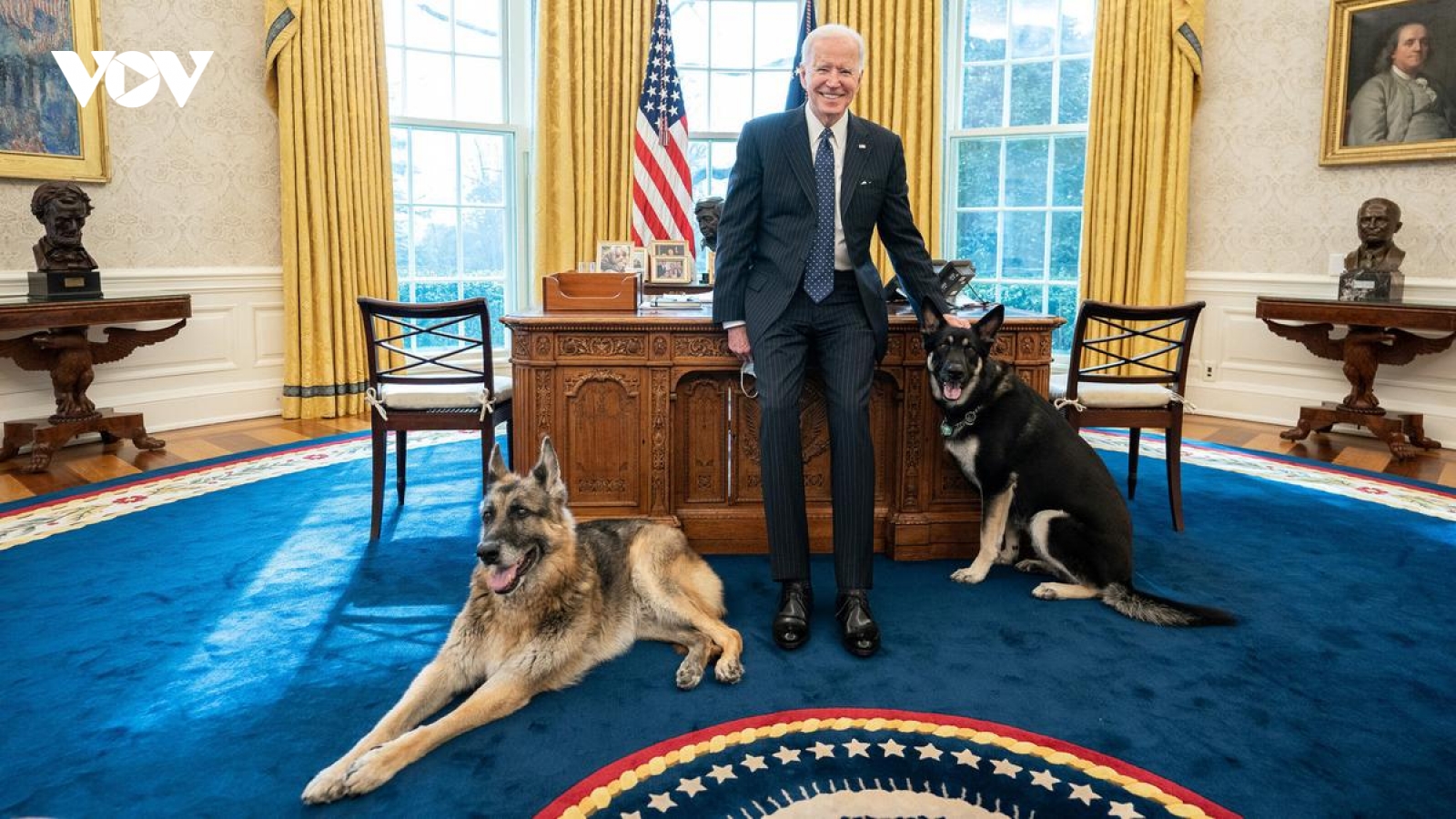 Chó cưng của Tổng thống Mỹ Biden bị đưa về quê vì cắn mật vụ