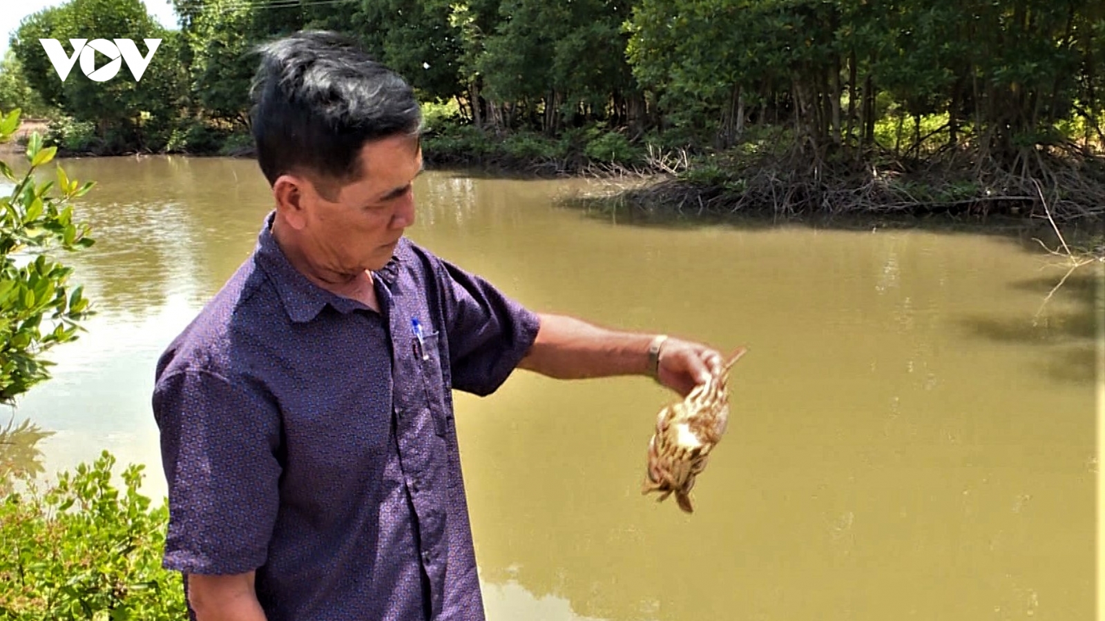 "Cua tại Cà Mau" chết bất thường trên diện rộng
