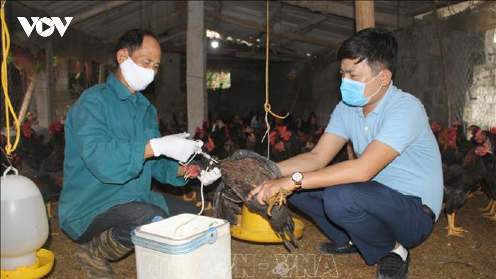 Tổ chức FAO và (WHO) kêu gọi Việt Nam cảnh giác với cúm gia cầm H5N8