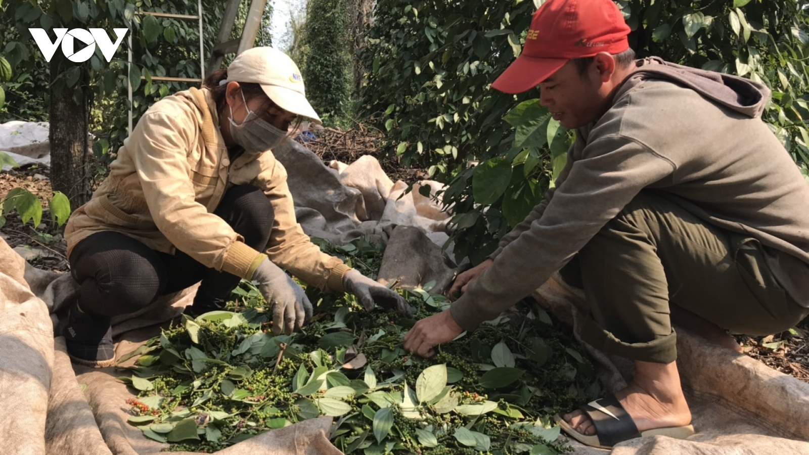 Tiêu chín đỏ vườn mà không kịp thu hoạch do thiếu nhân công