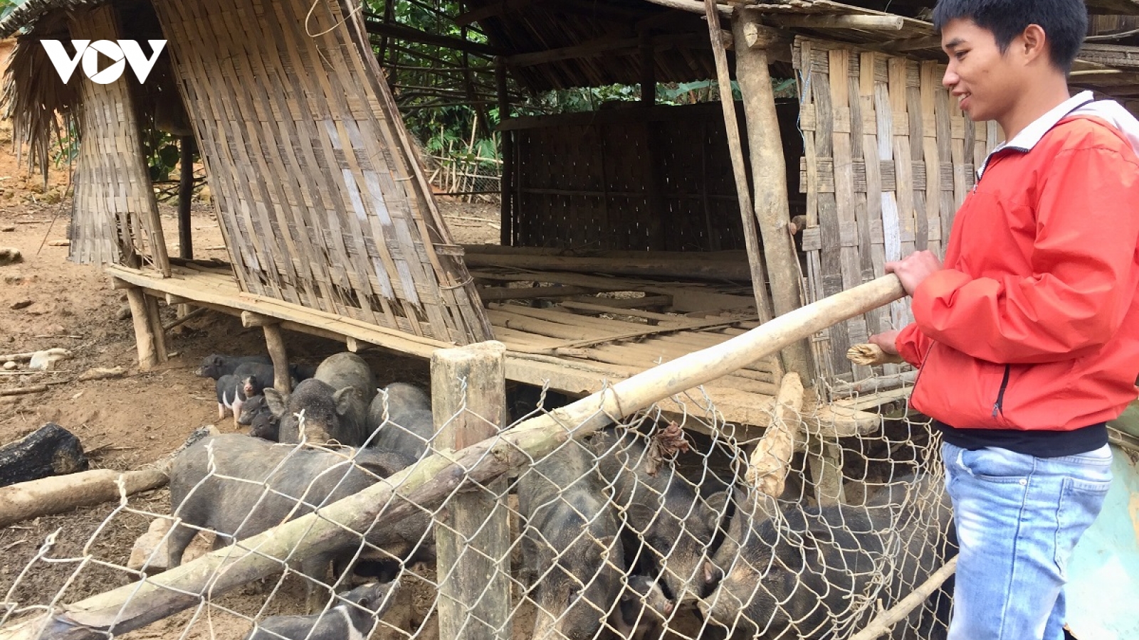 Thanh niên Quảng Nam về quê khởi nghiệp thành công