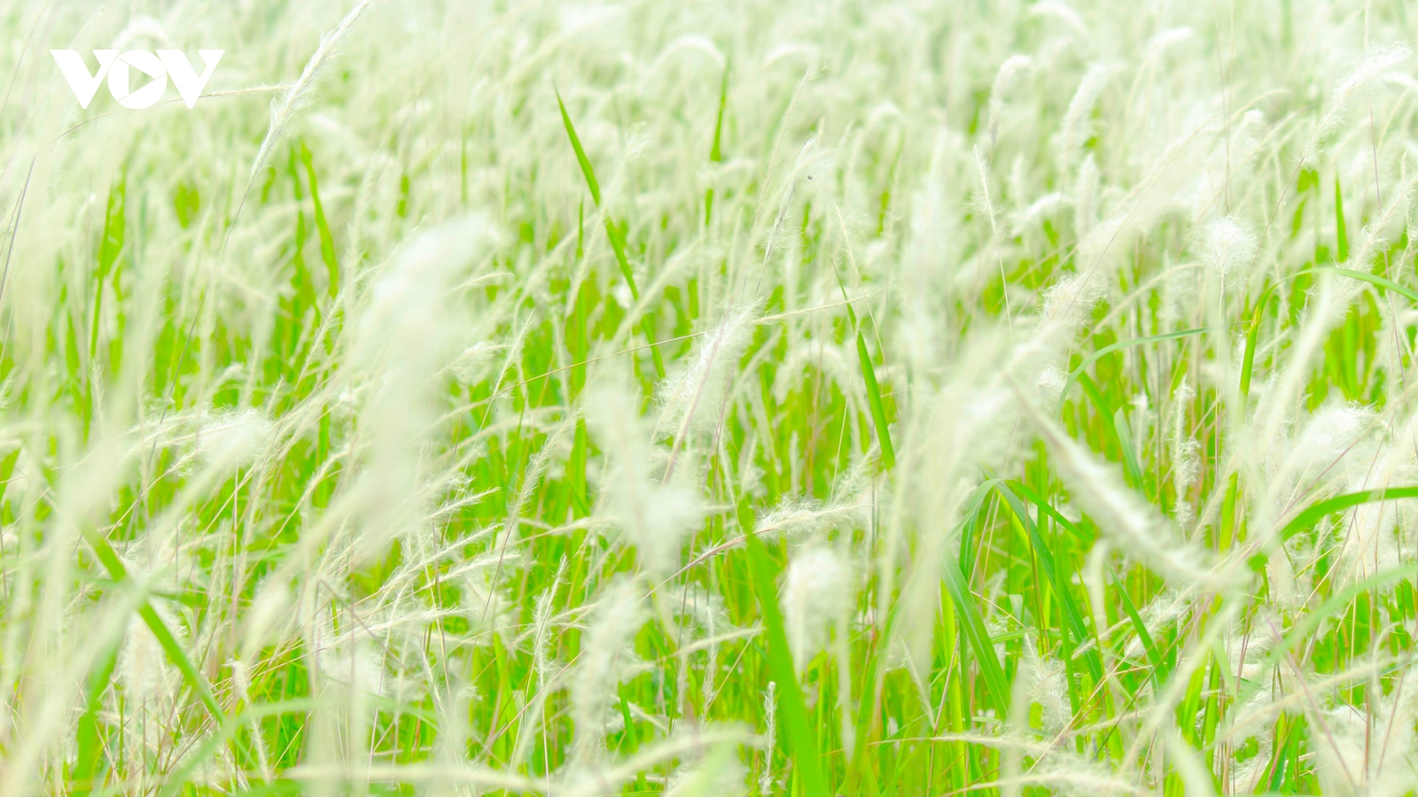 Chìm đắm trong sắc trắng tinh khôi của hoa cỏ lau giữa Hà Nội
