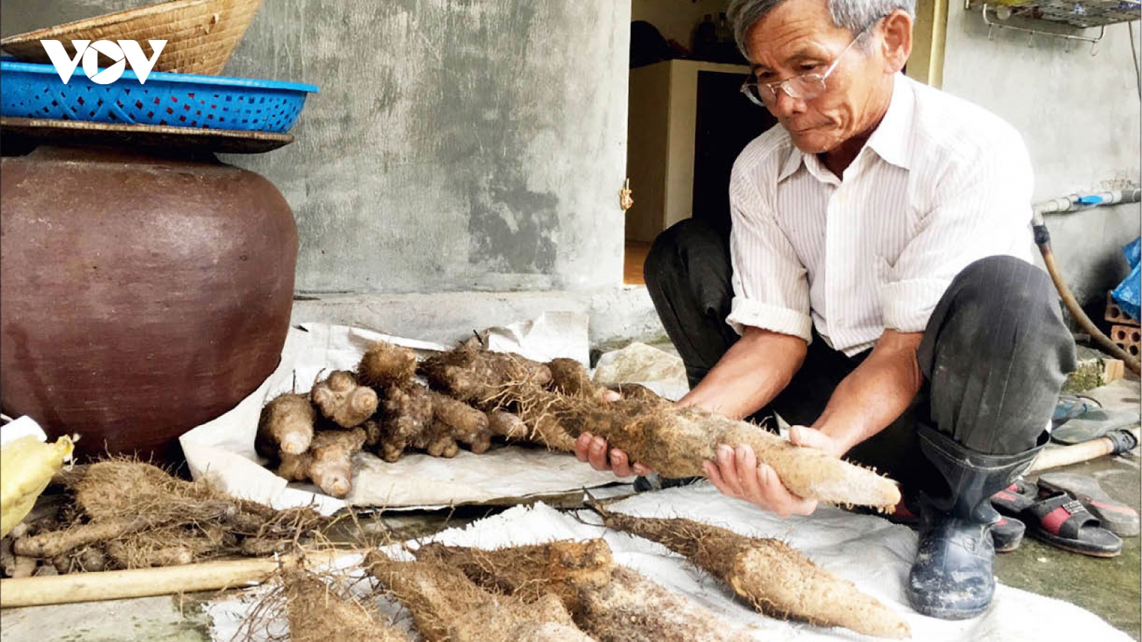 Nông dân Huế trồng khoai tiến Vua cho thu nhập cao