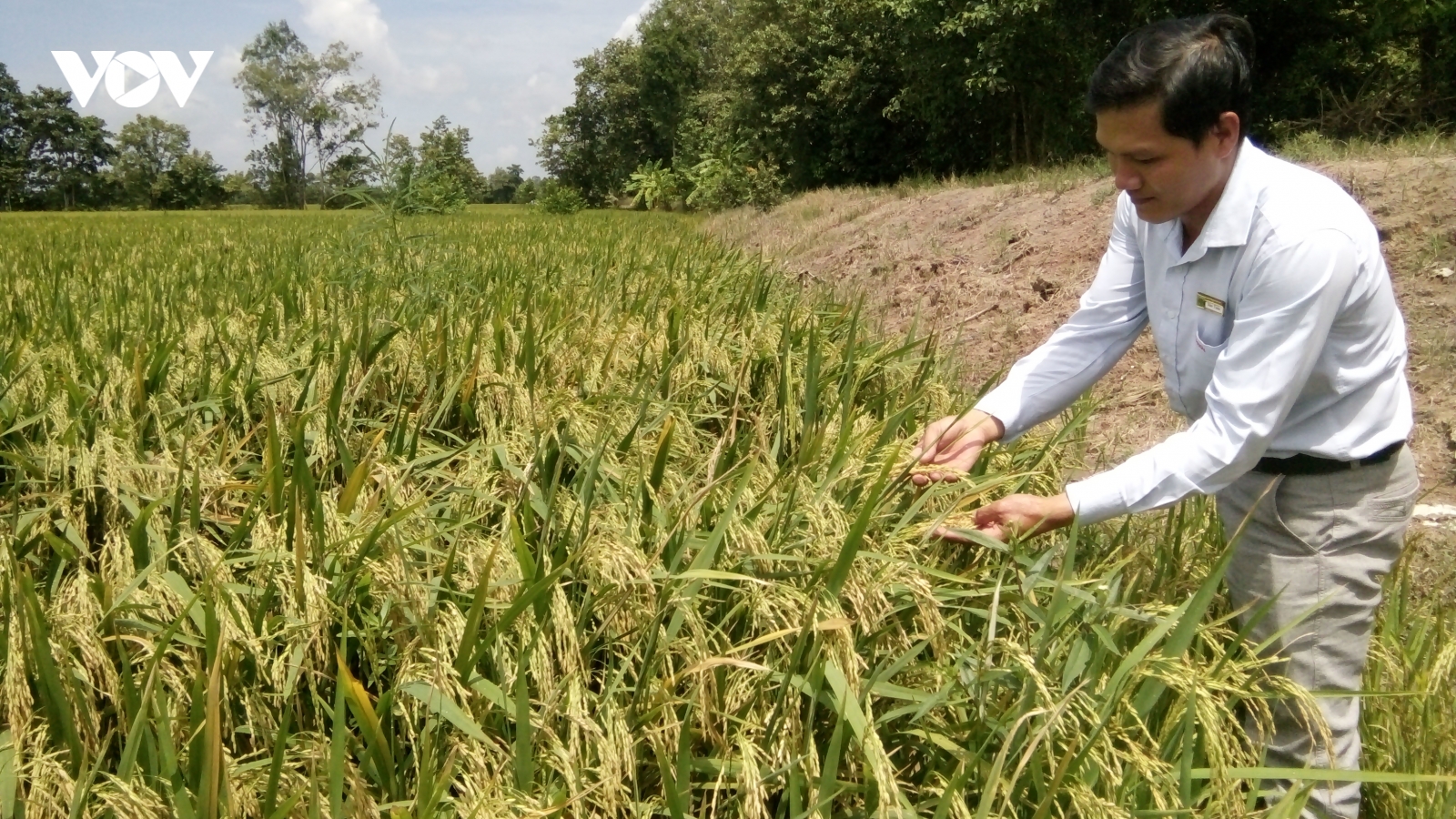 Hợp phần lúa gạo ở vùng ĐBSCL đạt hiệu quả cao sau khi chuyển đổi