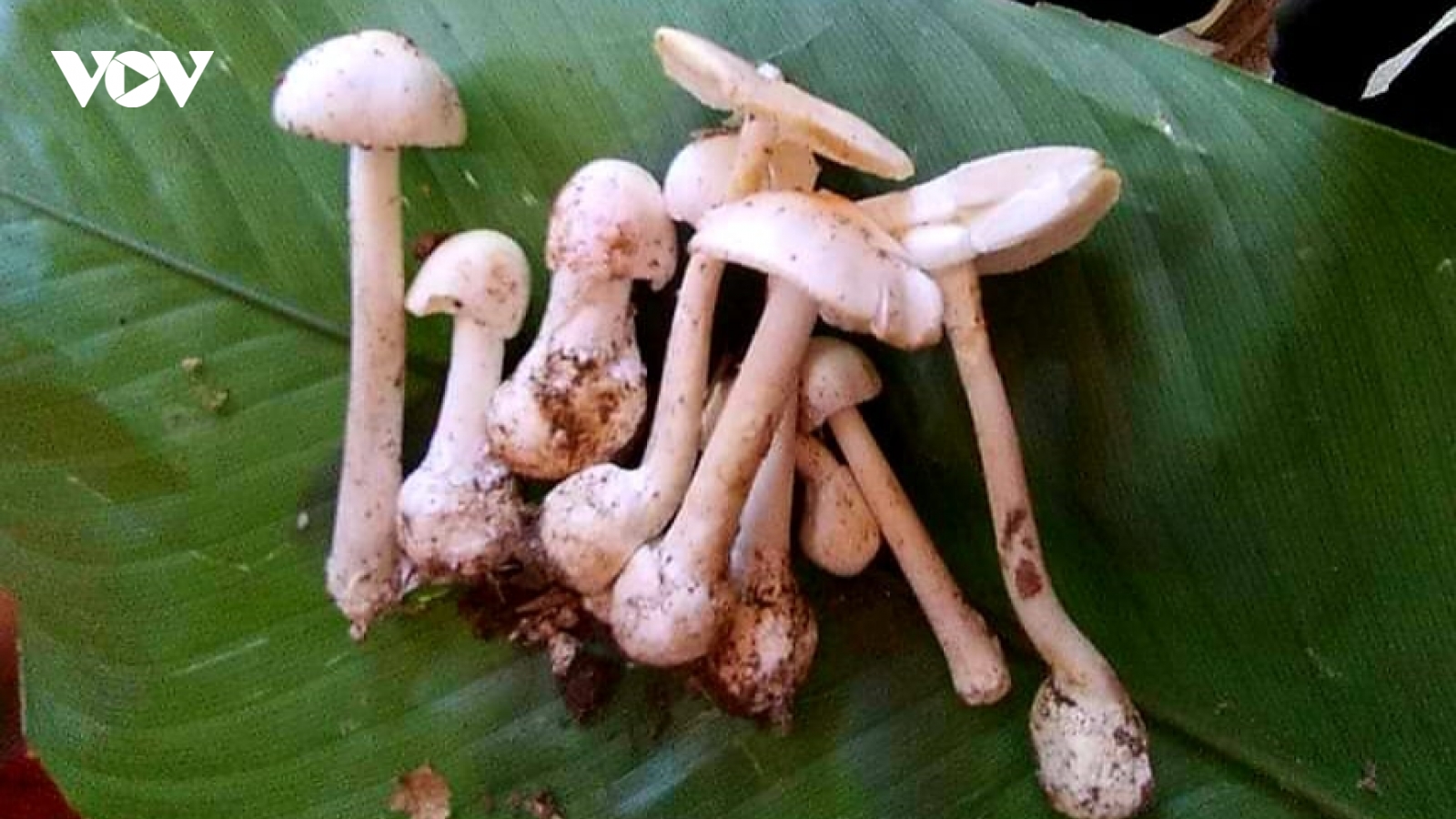 Cả gia đình ở Sơn La phải nhập viện do ăn phải nấm độc