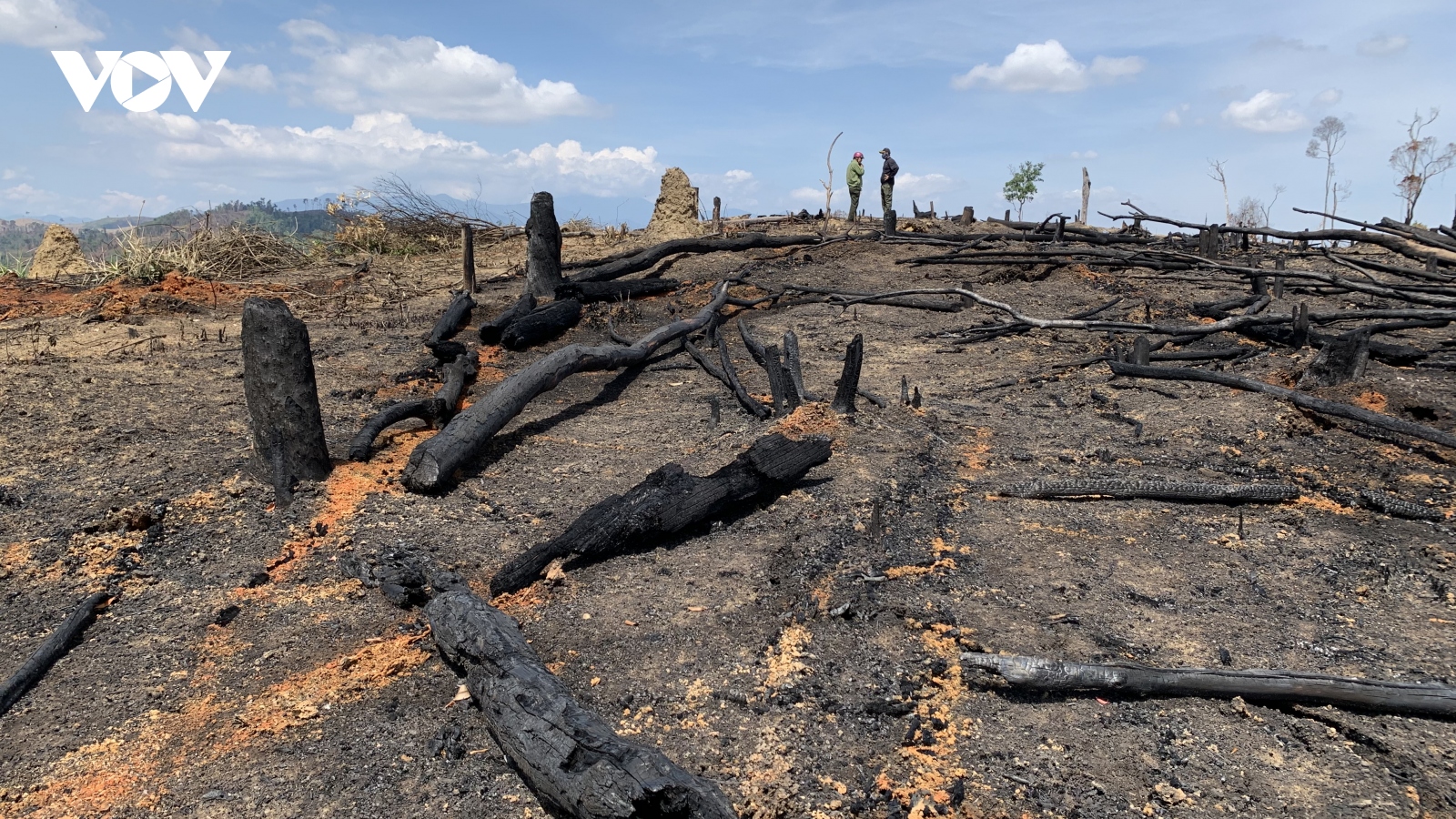 Rừng tại Đắk Lắk bị phá tràn lan trong sự bất lực của chủ rừng
