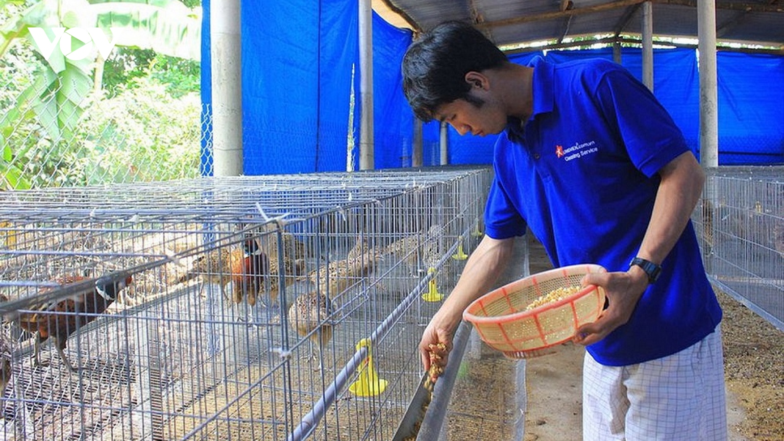 Khởi nghiệp thành công nhờ mạnh dạn bỏ phố về quê nuôi chim, trồng nấm