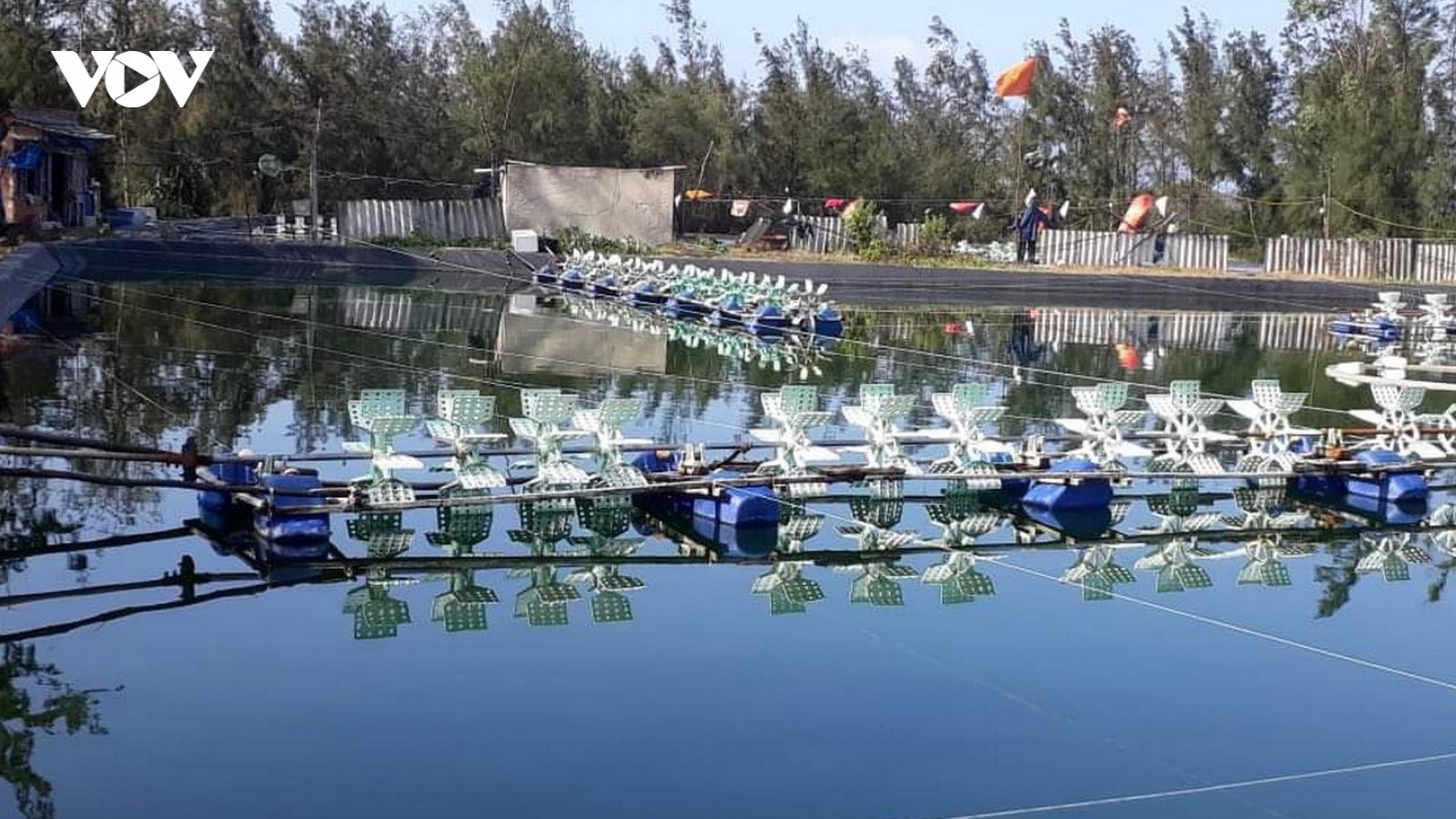 Nhiều diện tích nuôi tôm chết, người dân Quảng Nam gặp khó khăn