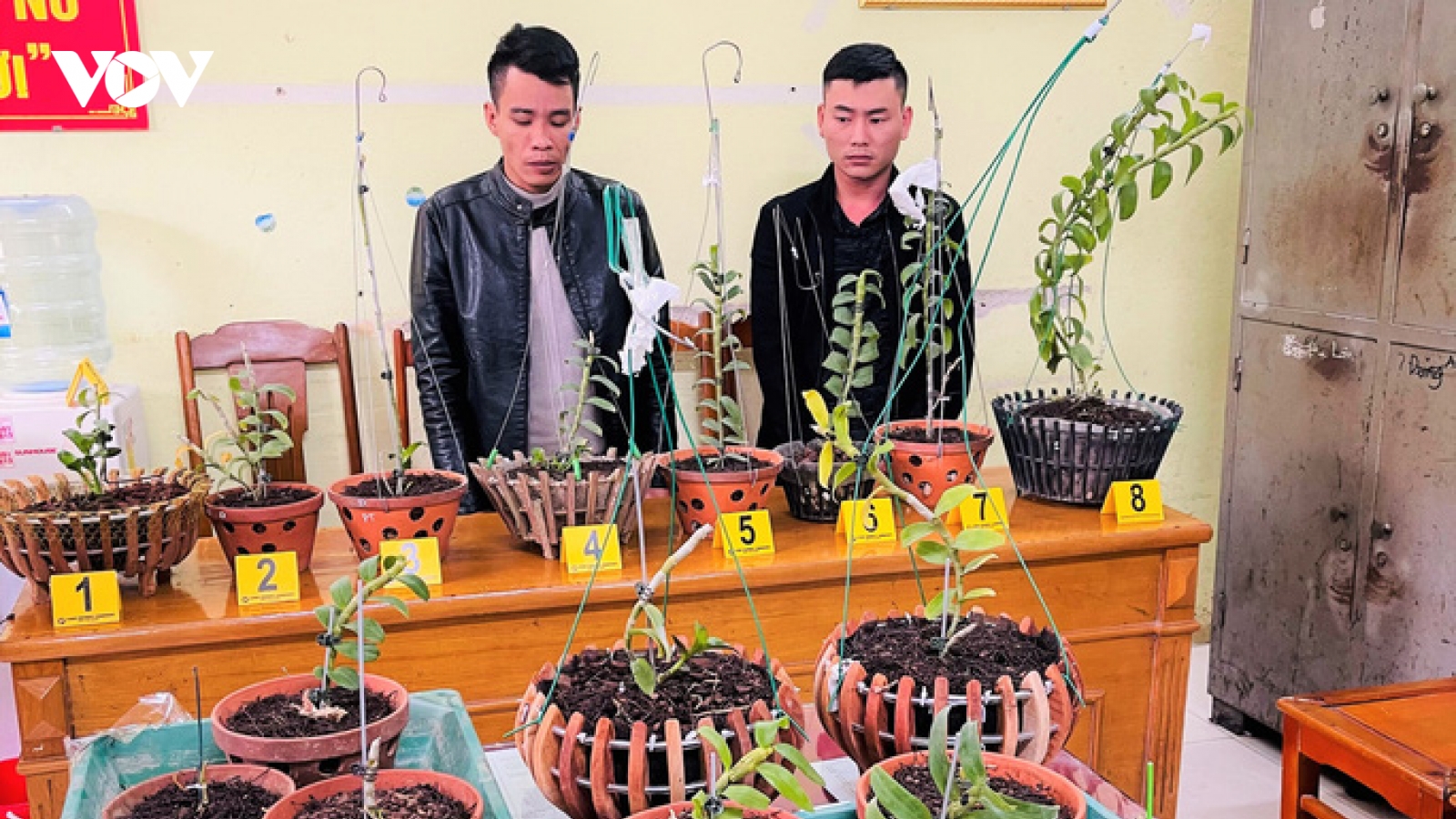 Đi ôtô tới Thanh Hóa trộm hoa lan đột biến giá trị 1,8 tỉ đồng