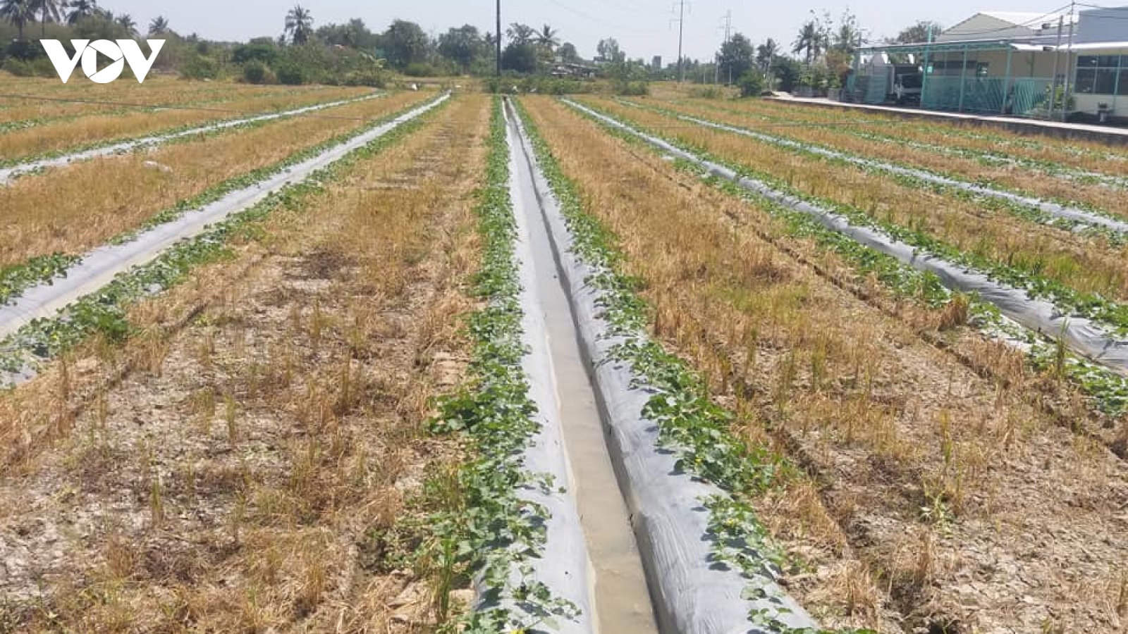 Tiền Giang nỗ lực “cứu” hơn 15.000 ha lúa, hoa màu, cây ăn trái vùng hạn mặn