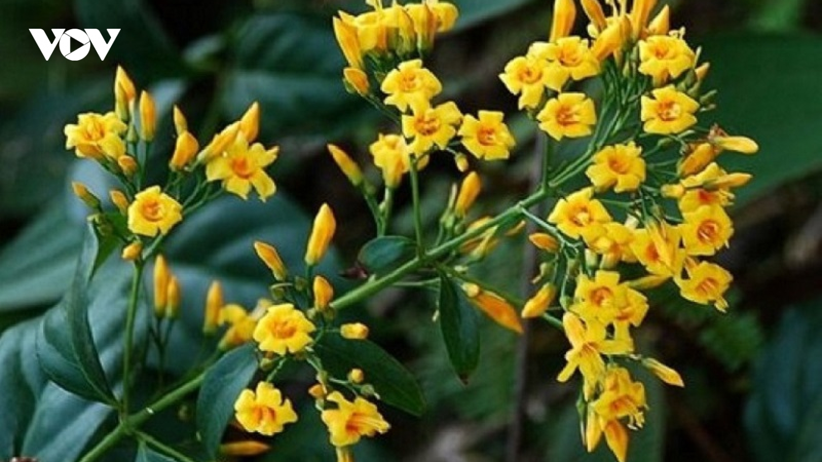 Hai vợ chồng nguy kịch nghi do uống nước lá ngón