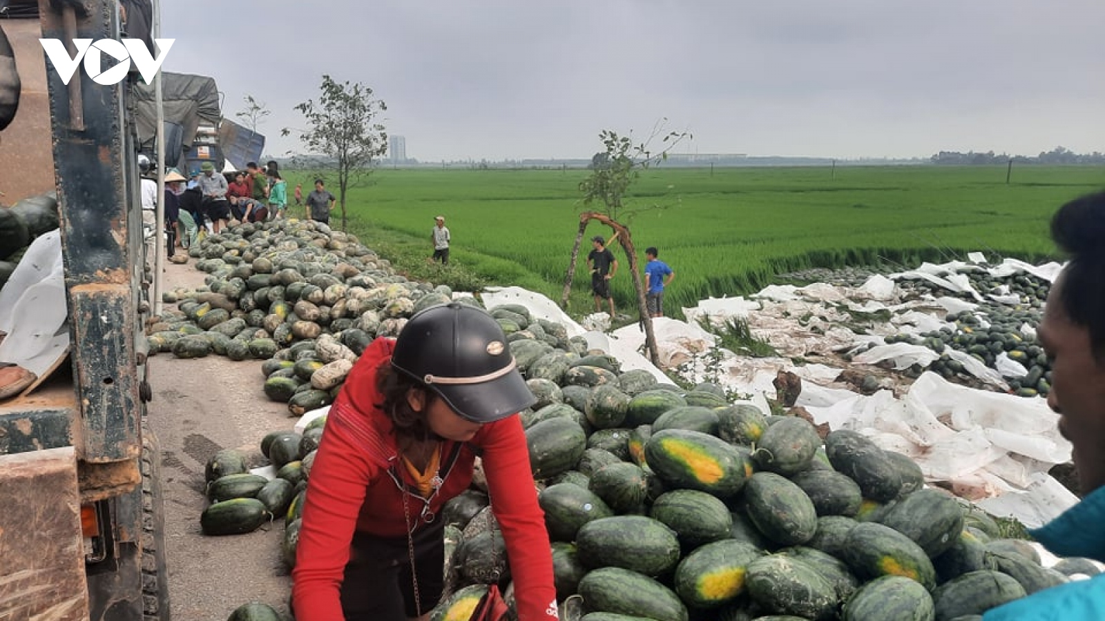 Xe tải lật nhào, 30 tấn dưa hấu đổ xuống ruộng