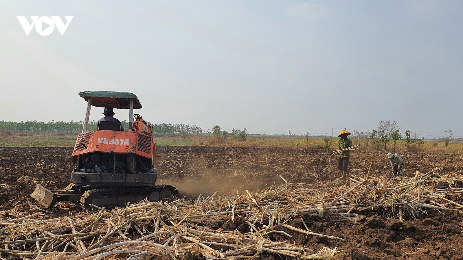 Phát triển cây mía ở vùng hạn